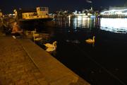 Swans in a quiet part of the riverbank