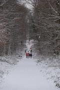 Steep forest path in the snow