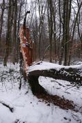 Maybe the weight of the snow pulled down this tree